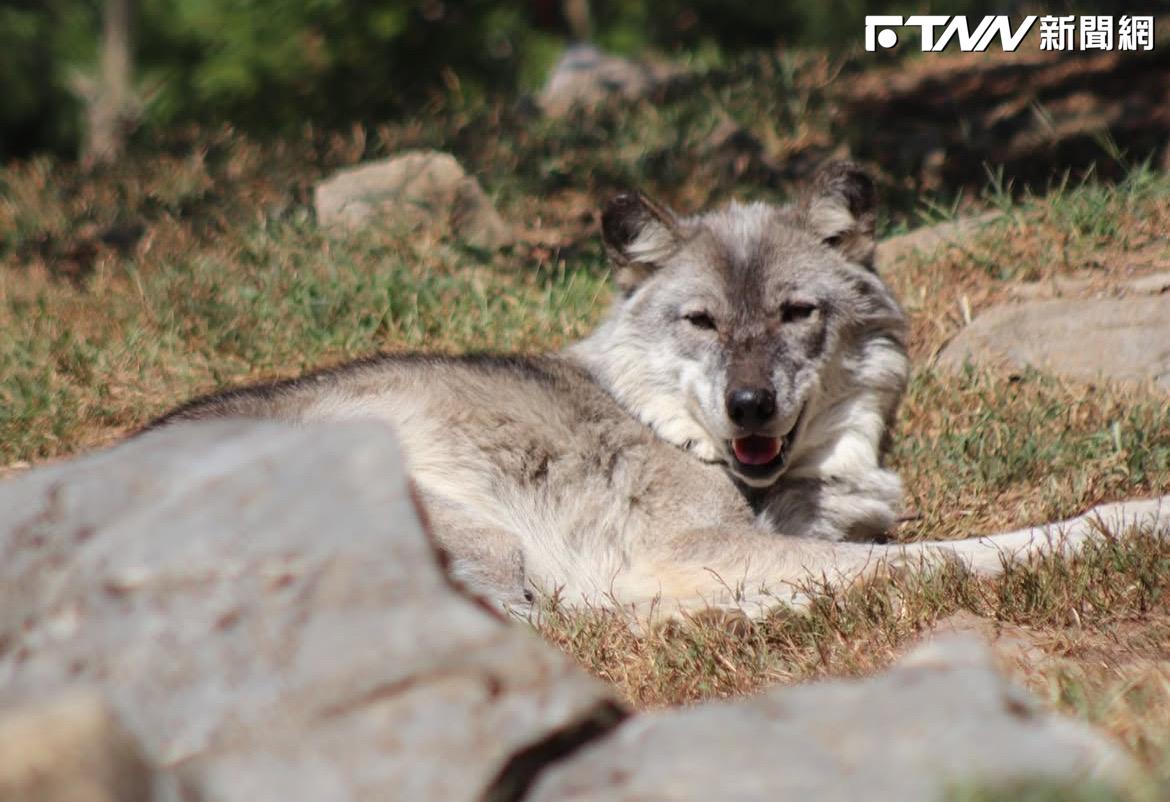 驚險瞬間！「1歲寶寶」動物園遭狼咬　粗心父母滑手機將挨告