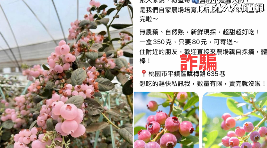 「粉紅藍莓」一盒80元超心動？多人下單「銀行帳號被鎖」　業者急喊：這是詐騙